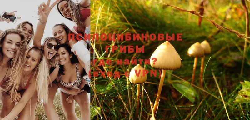 где найти наркотики  Камышин  Псилоцибиновые грибы Magic Shrooms 